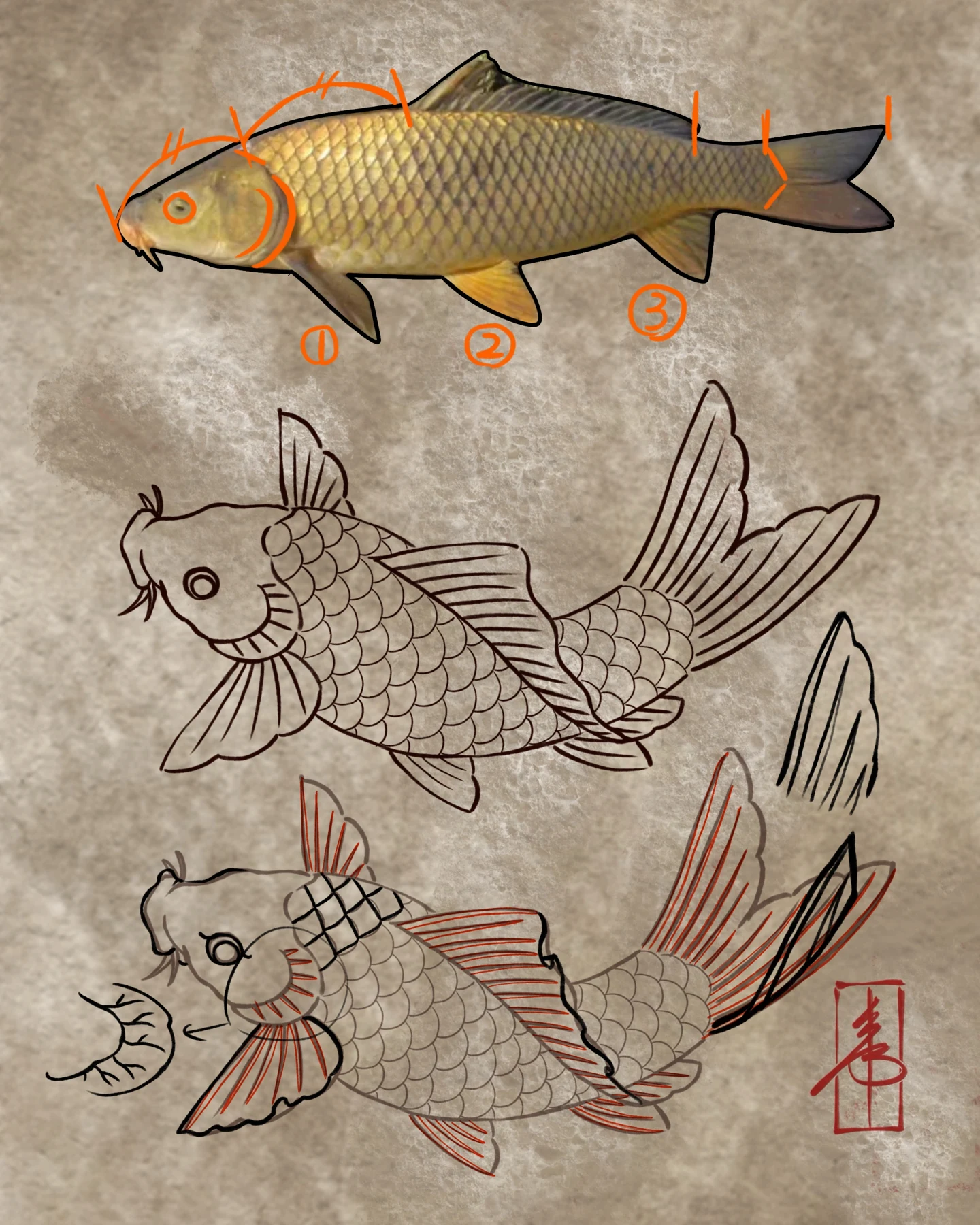 Koi drawing study — design study by SSAB